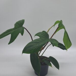 Philodendron 'Florida Green'