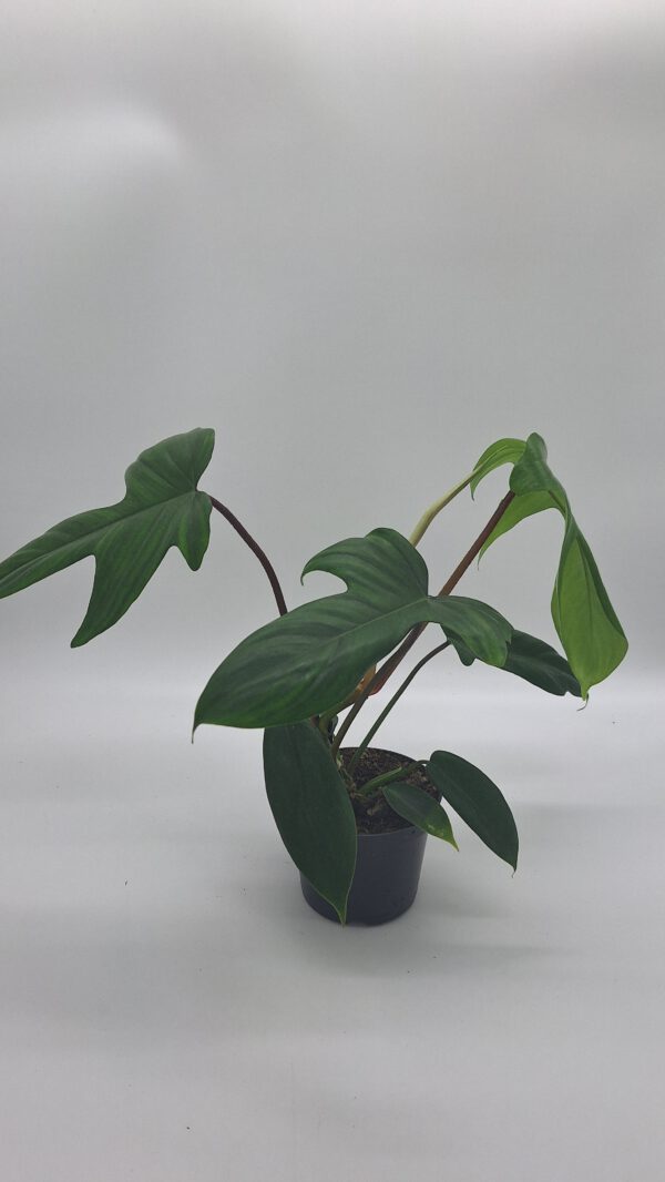 Philodendron 'Florida Green'