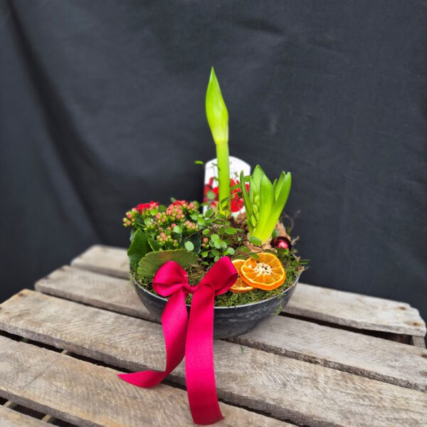 Mellan Julgrupp Röd